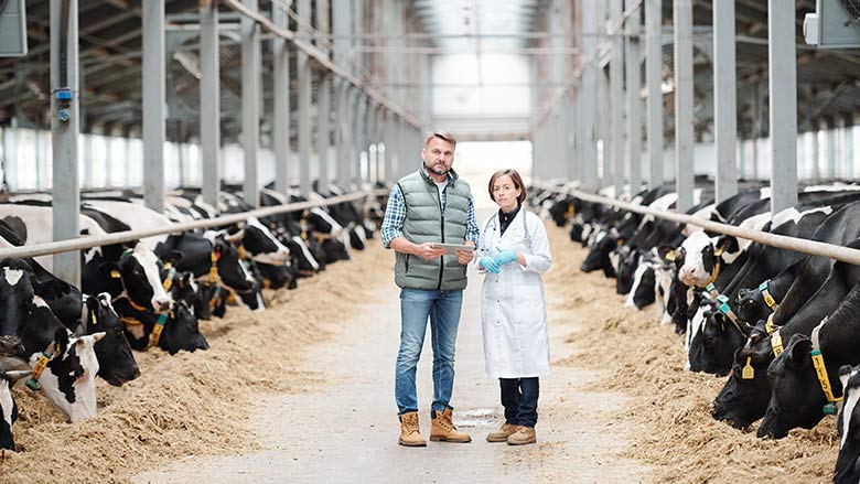 Specialistai galvijų ūkyje – mitybos konsultacija