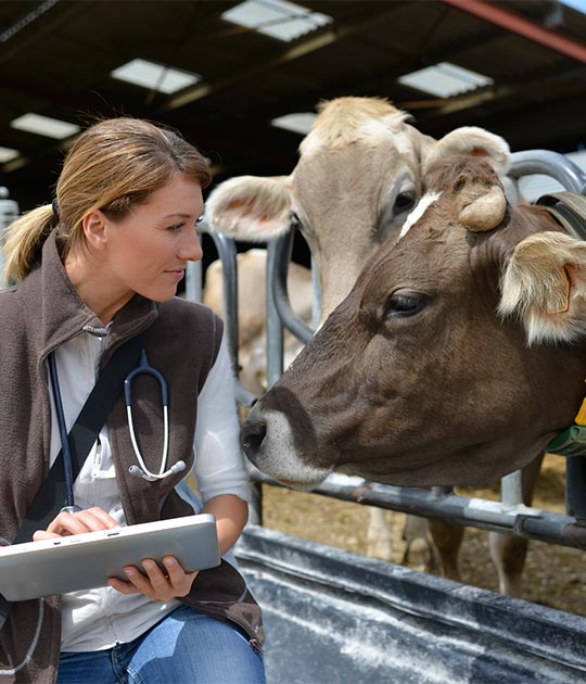 Veterinarijos specialistė pieno ūkyje vertina melžiamų karvių būklę