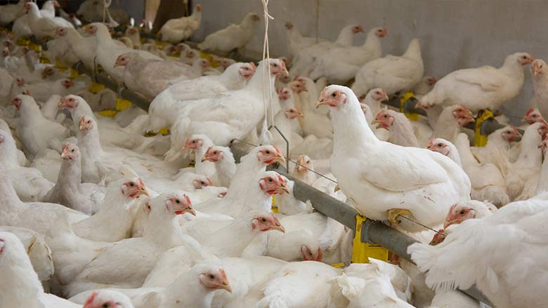 Broileriai paukštyne – Kanne Bio Brottrunk naudojimas paukštininkystėje